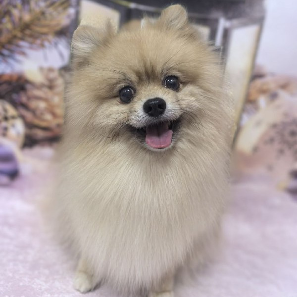 Шпиц средний (29-38 см) комплекс