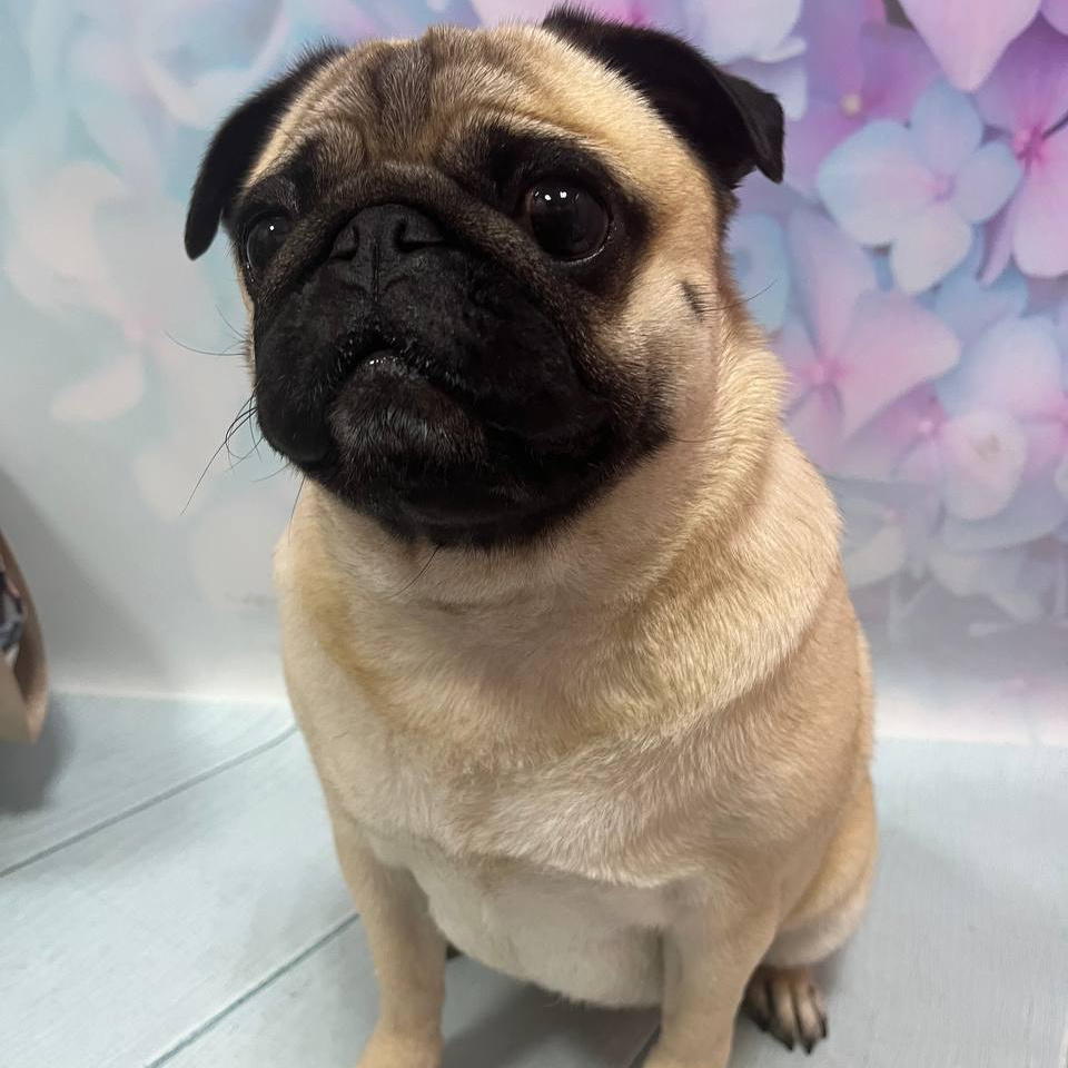 Мопс экспресс-линька