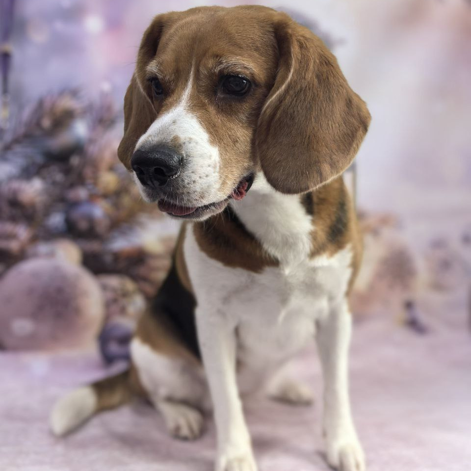 Бигль экспресс-линька