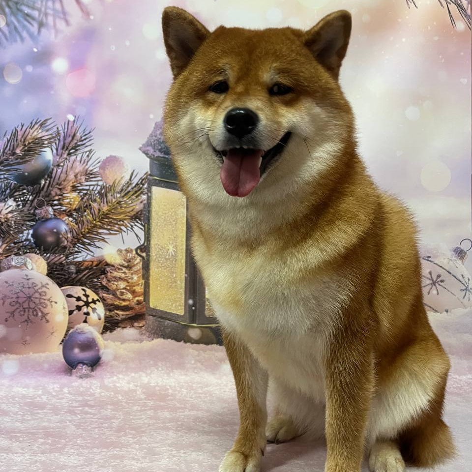 Сиба-ину экспресс-линька