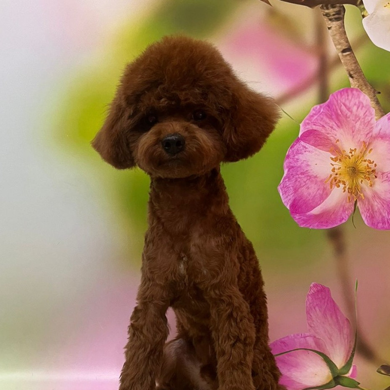 Той-пудель (до 28 см) комплекс