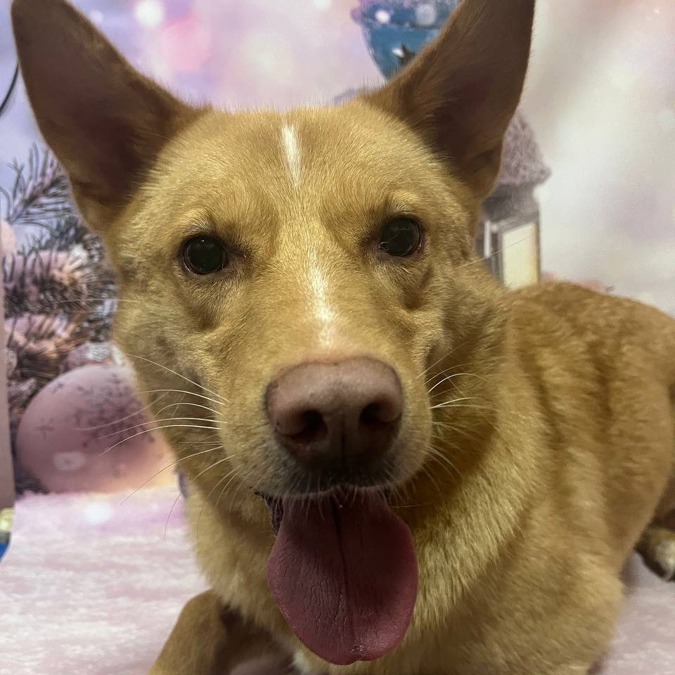 Метис 21-30 кг экспресс-линька