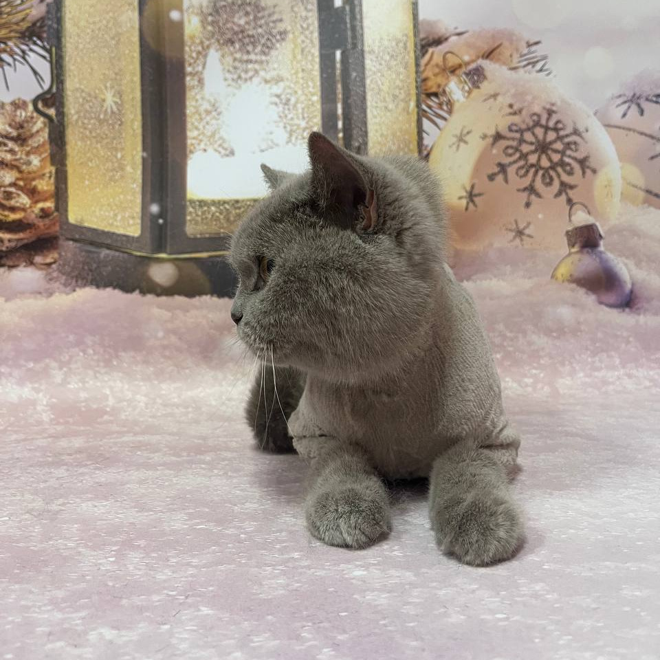 Кошки г/ш, к/ш стрижка под машинку без мытья