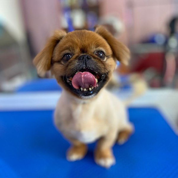 Пекинес стрижка под машинку