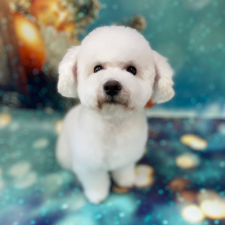 Бишон фризе/хибиду комплекс