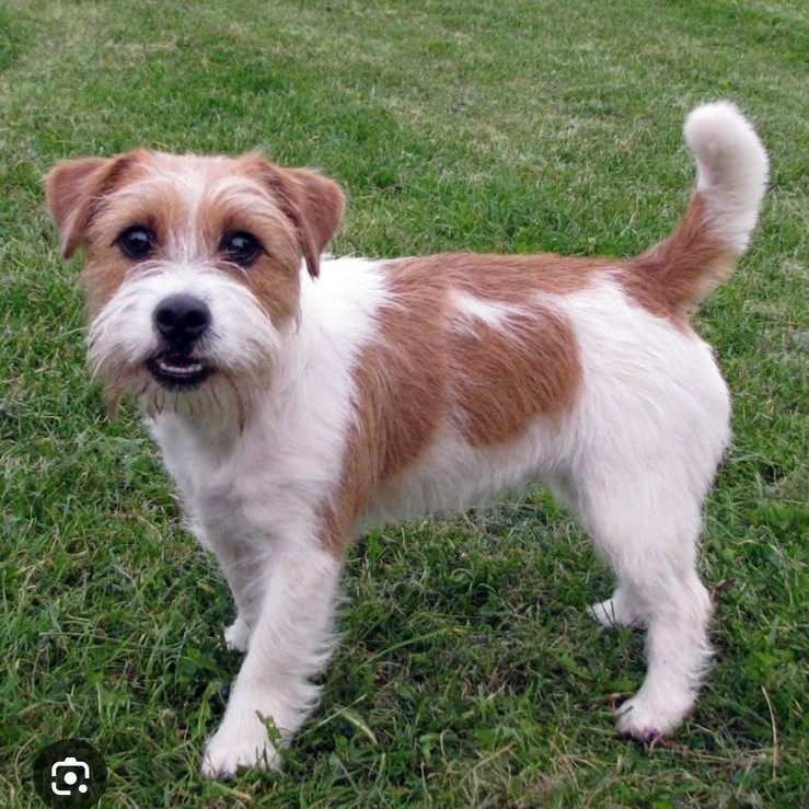 Джек рассел  гигиена (длинношерстный)