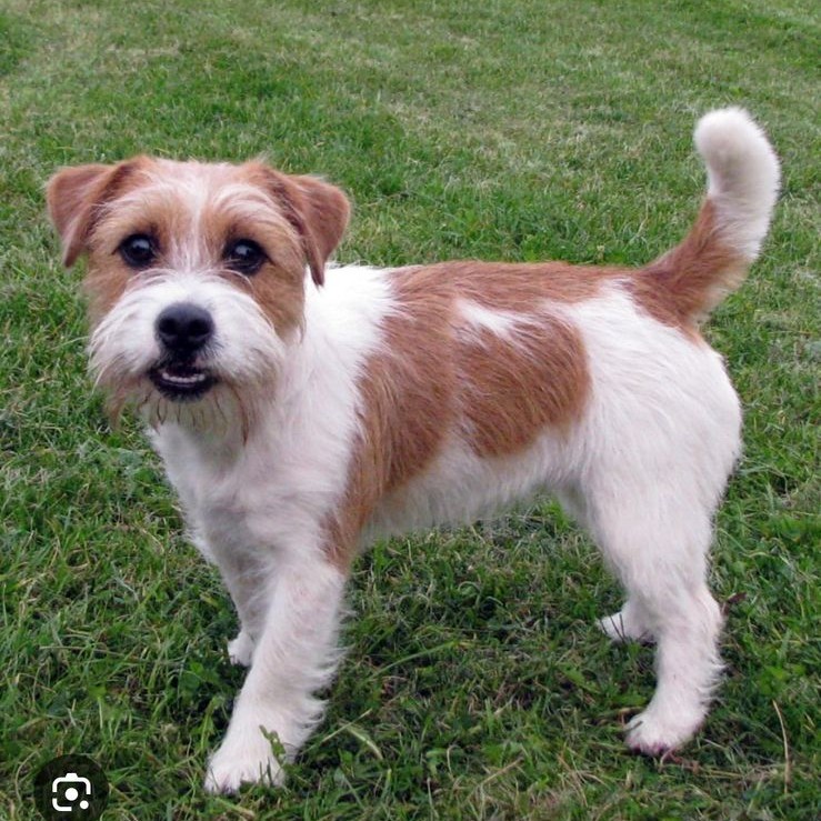 Джек рассел тримминг (длинношерстный)