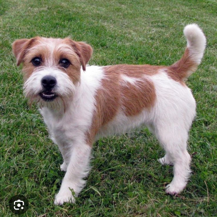 Джек рассел  комплекс (длинношерстный)