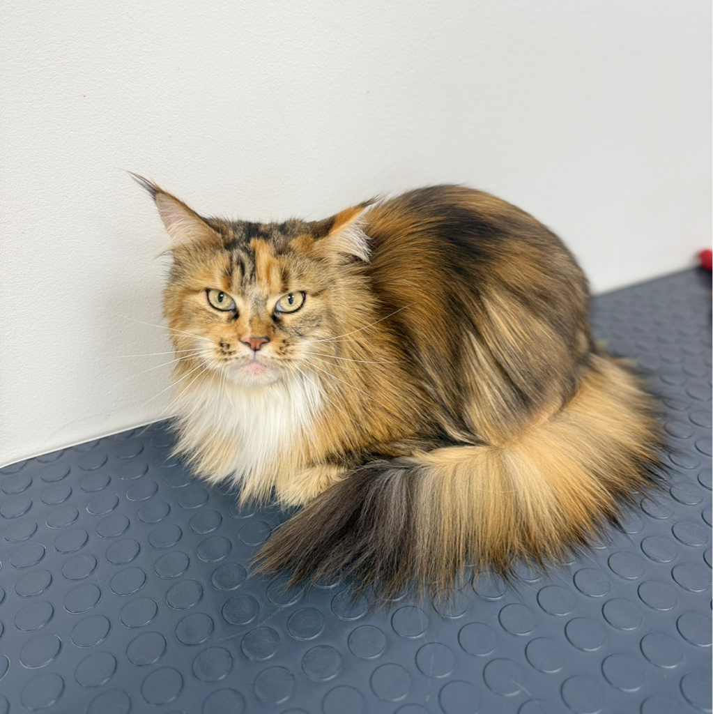 Комплексный уход для мейкун