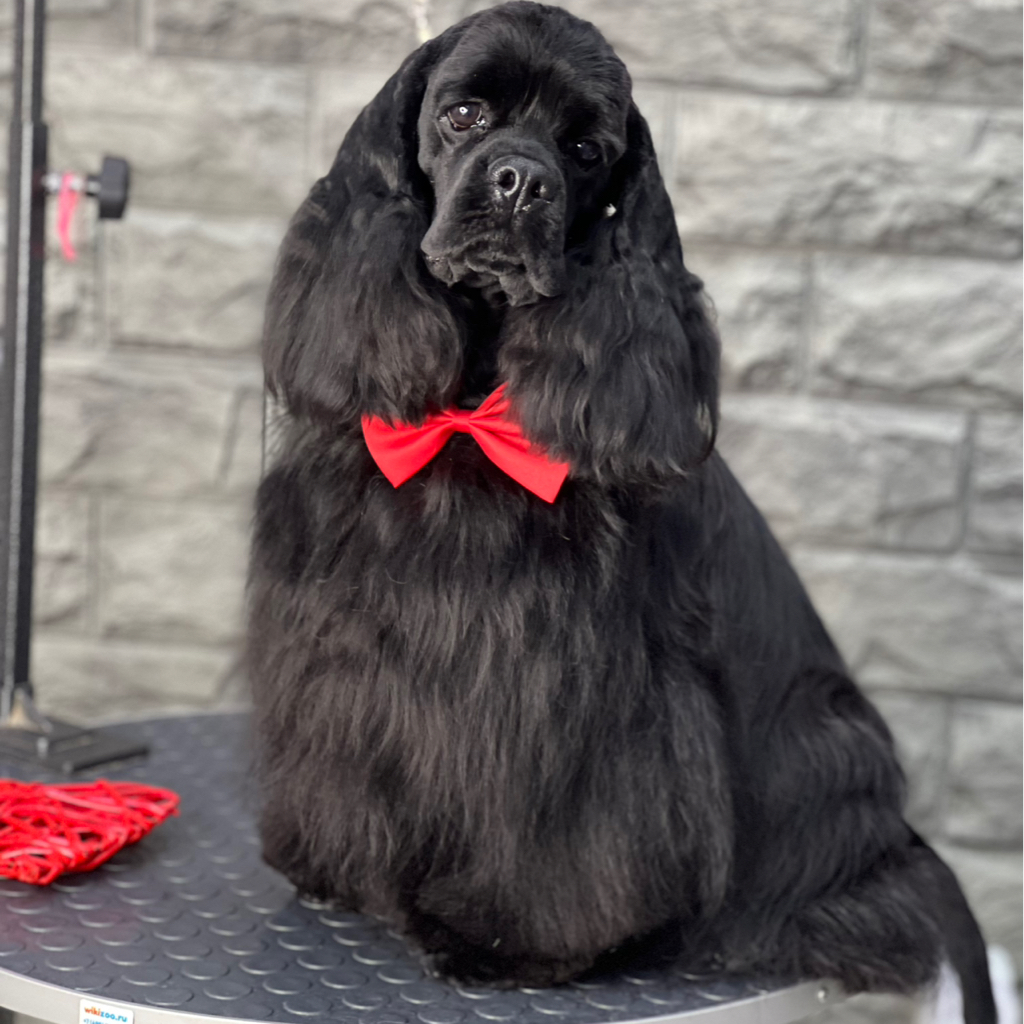 Забривание морды спаниелю/ пуделю вне комплекса при гигиене между стрижками