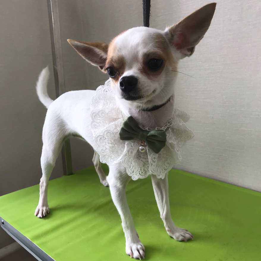 Комплекс Чихуахуа