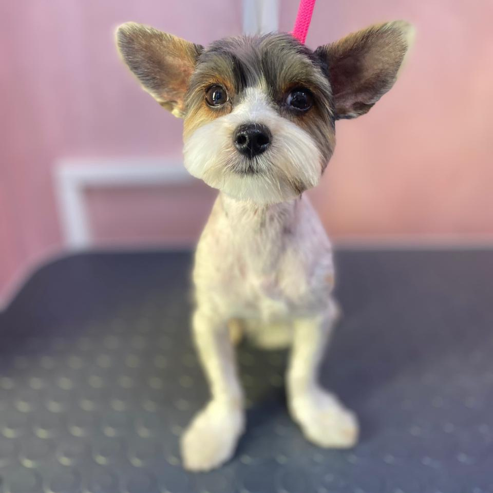 Бивер йорк стрижка под машинку