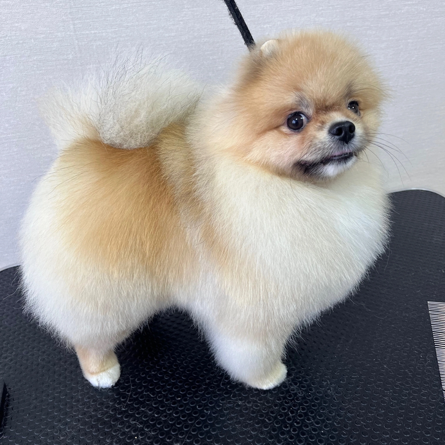 Комплекс Шпиц (МИНИ)