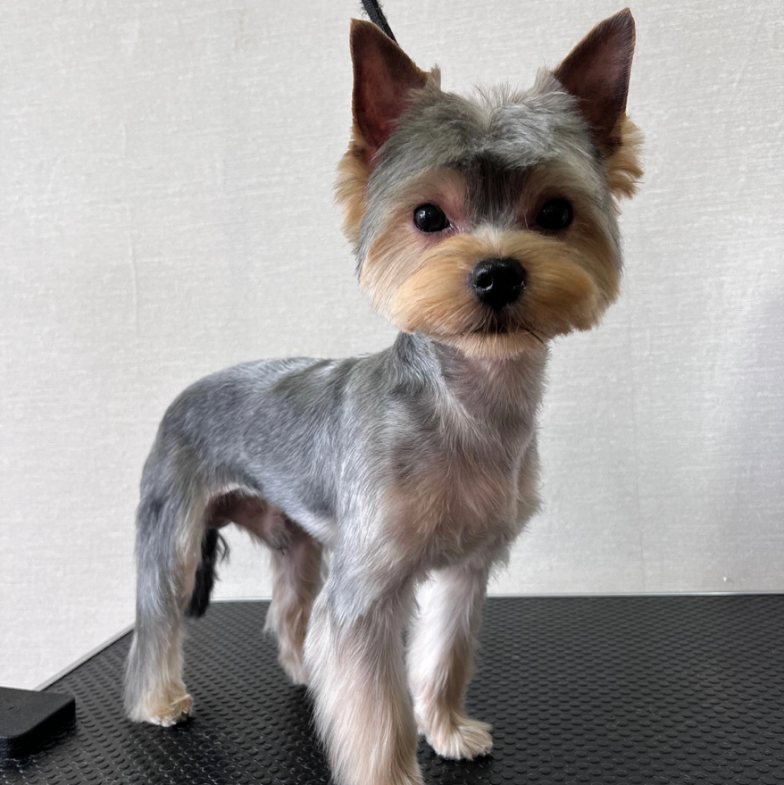 Комплекс «классика» Йорк