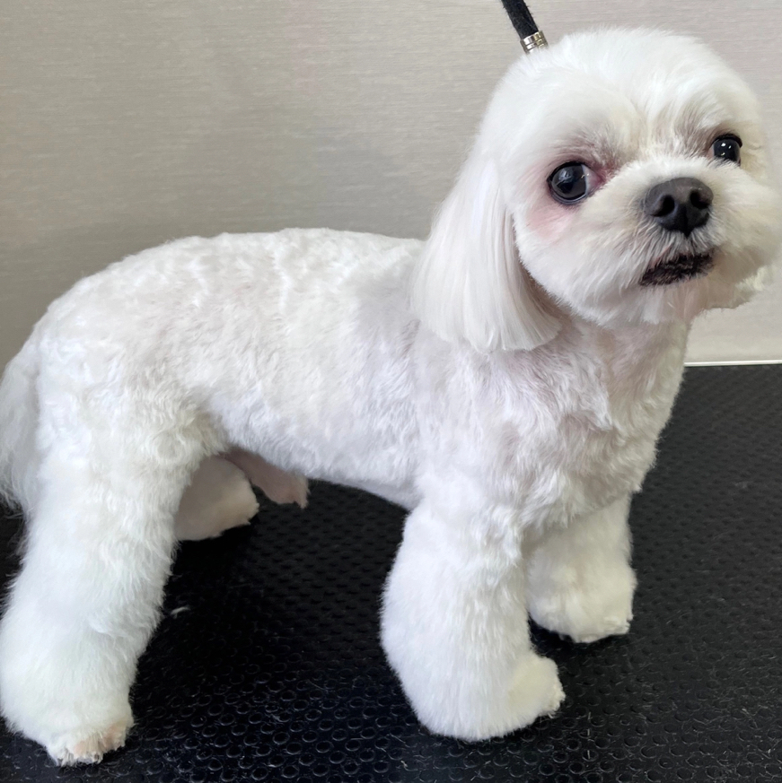 Комплекс Мальтийская болонка