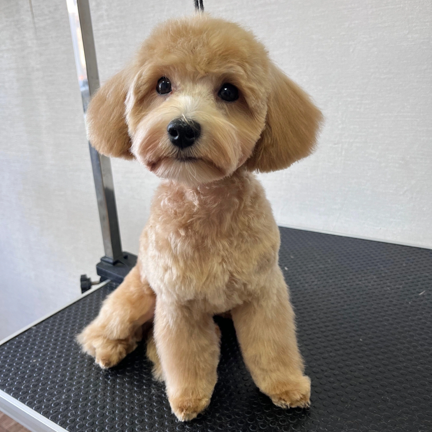 Комплекс Мальтипу