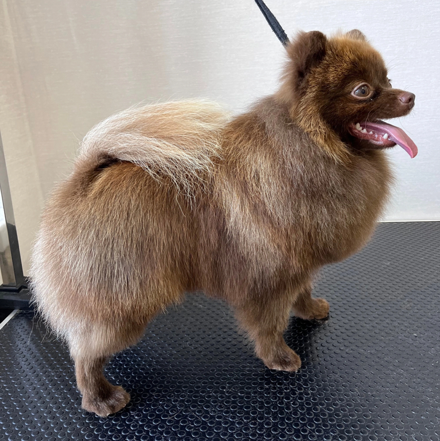 Комплекс Шпиц (СТАНДАРТ)