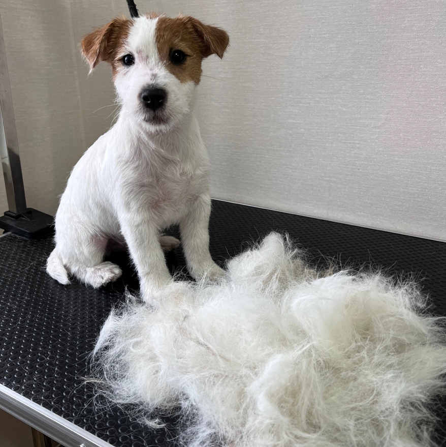 Тримминг Джек Рассел Терьер