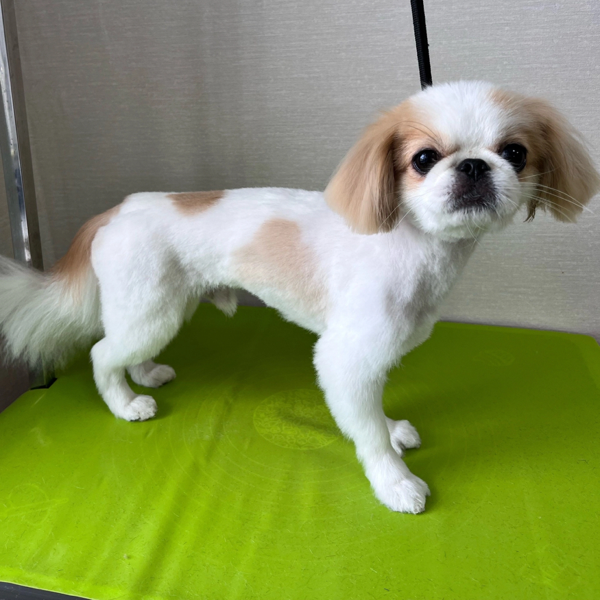 Комплекс Японский хин