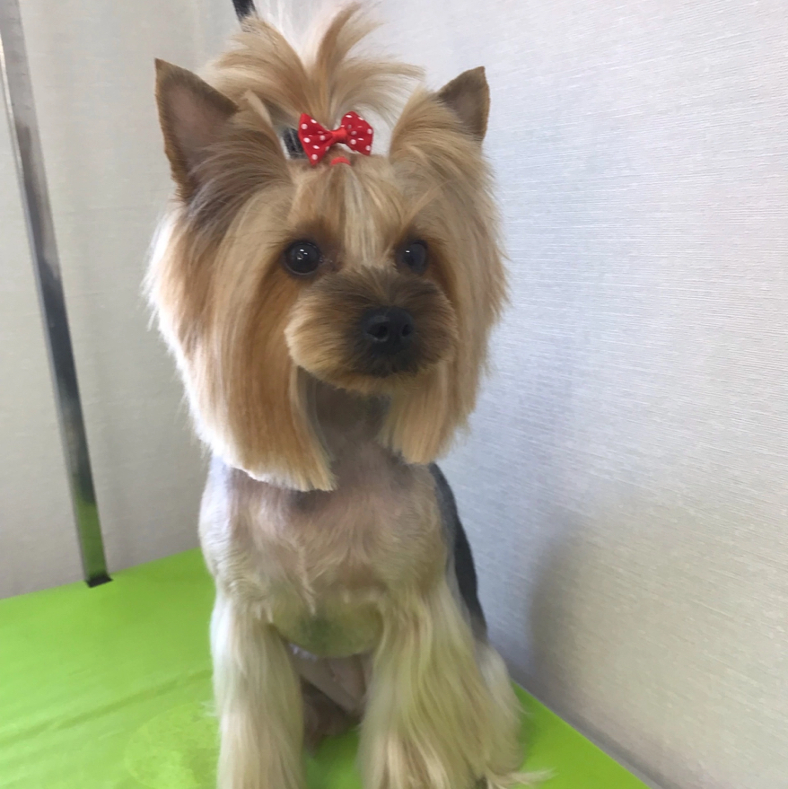 Комплекс «Азия» Йорк