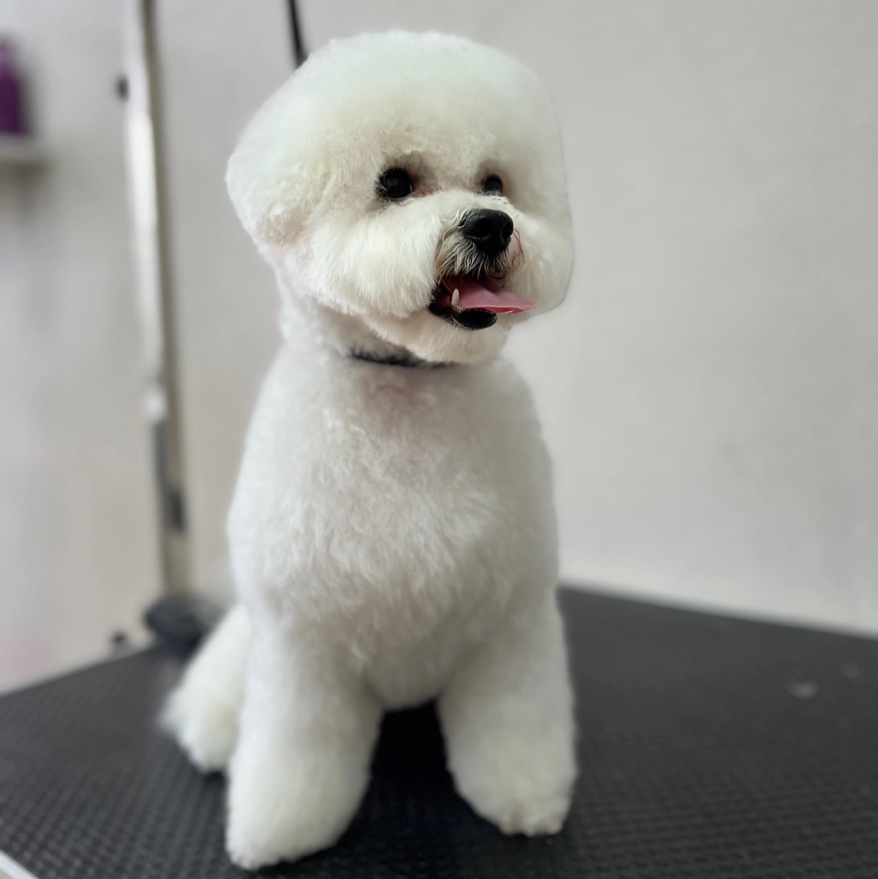 Комплекс Бишон Фризе