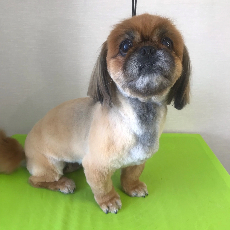 Комплекс Пекинес