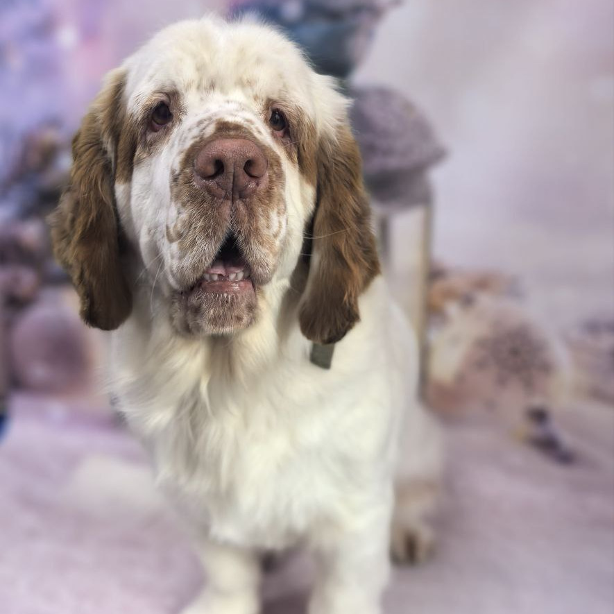 Кламбер-спаниель комплекс