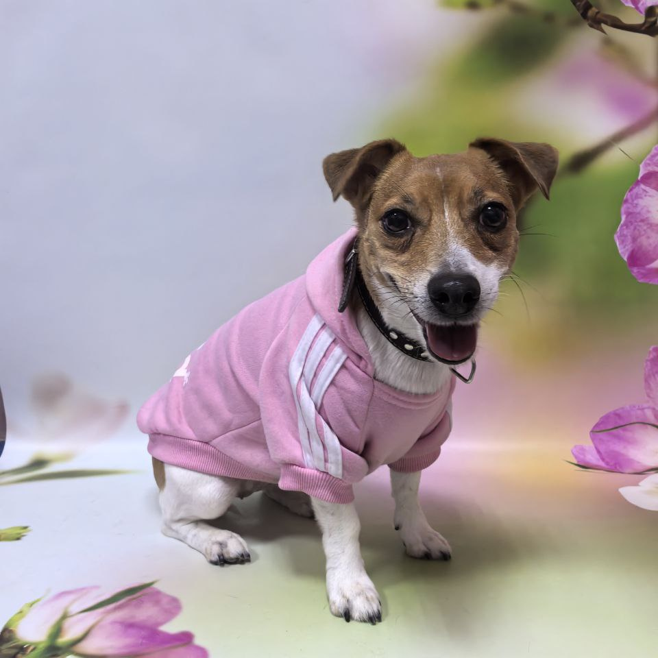 Джек-рассел-терьер/Парсон-рассел-терьер экспресс-линька