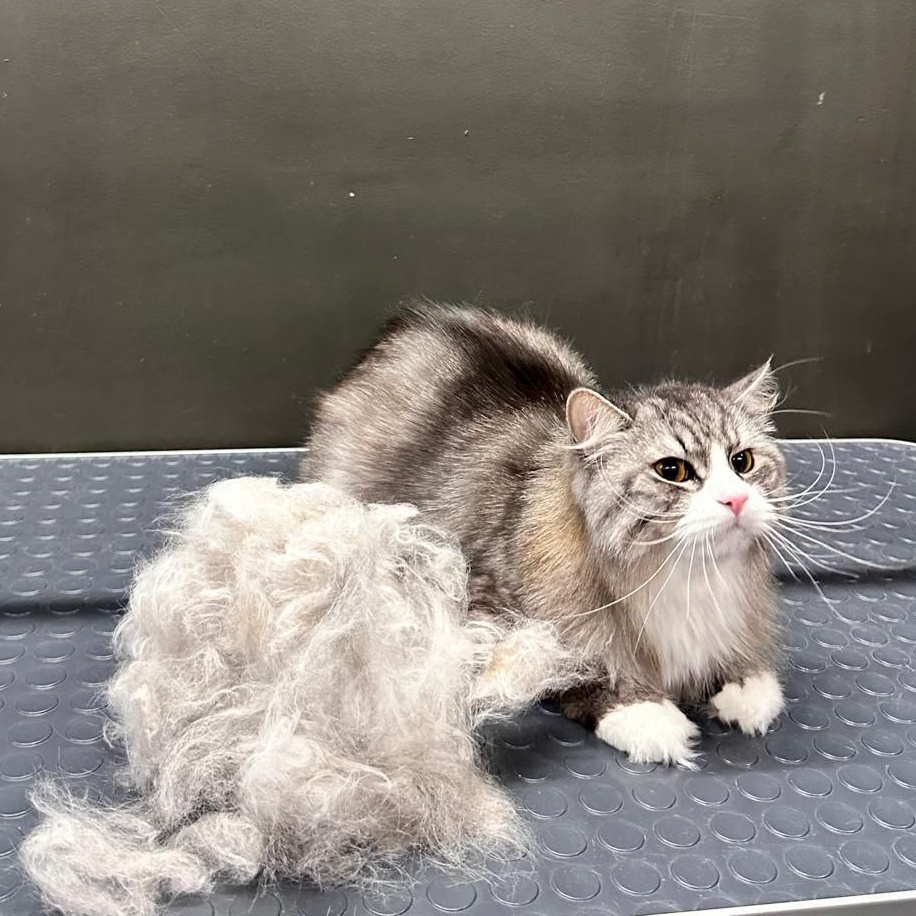 Кошки д/ш (кроме мейн-кунов) экспресс-линька