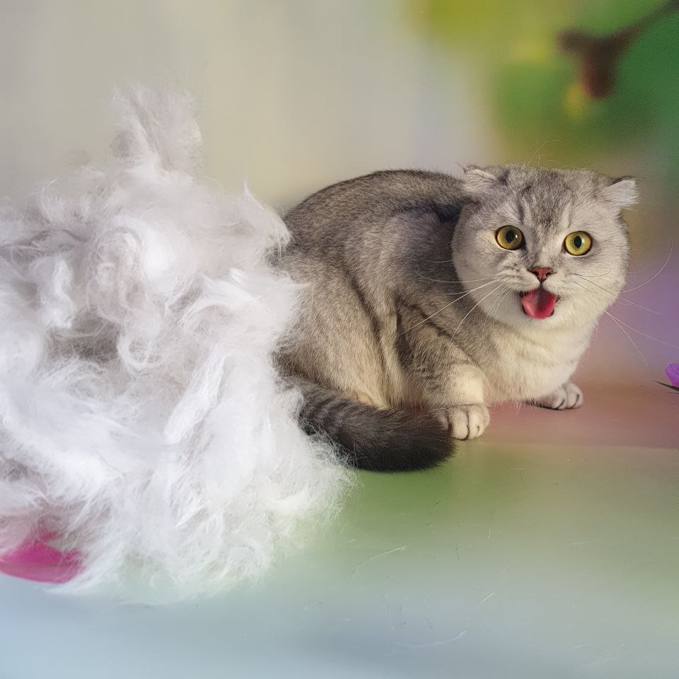 Кошки г/ш, к/ш экспресс-линька