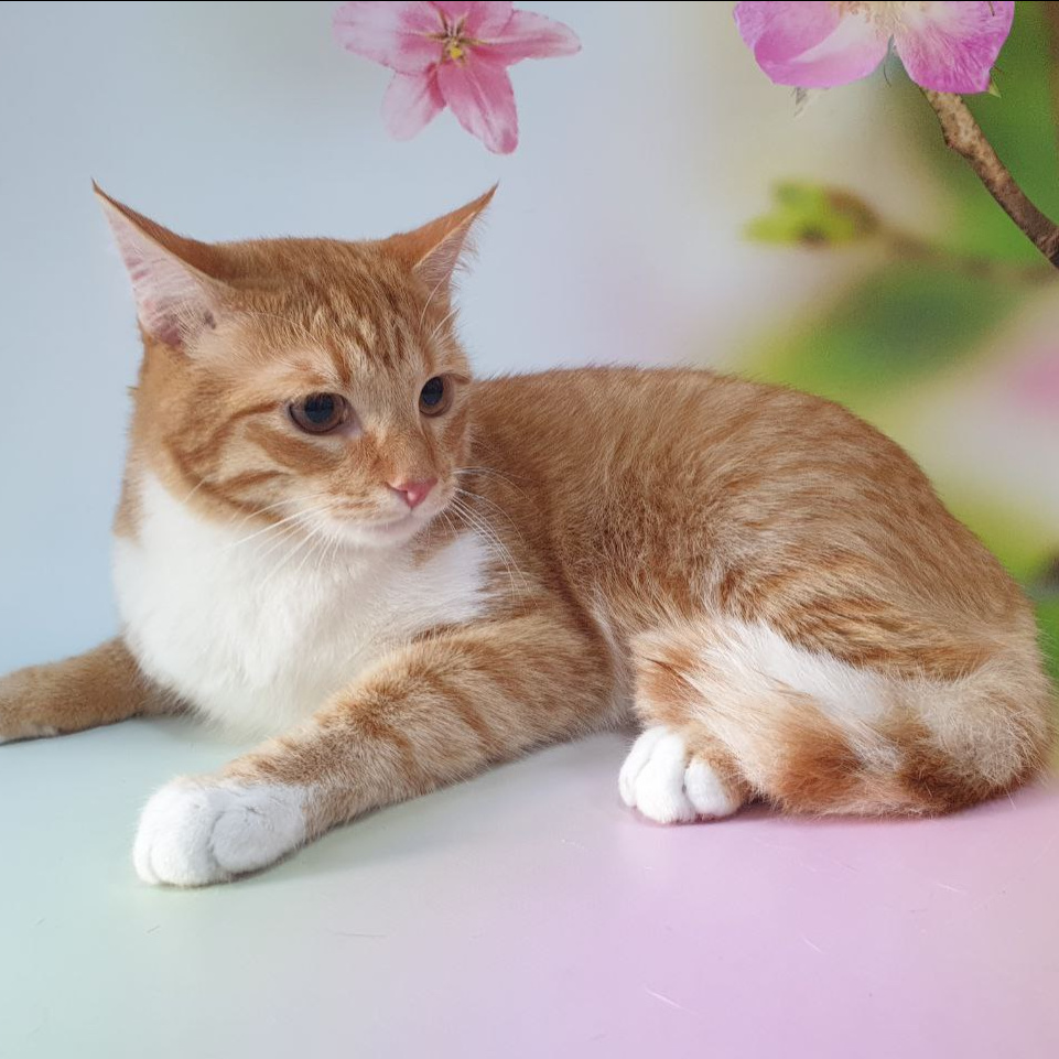 Кошки г/ш, к/ш комплекс