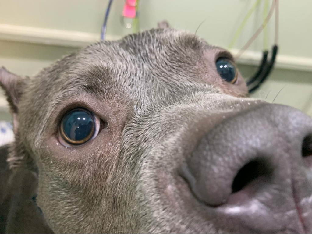 Стафф терьер экспресс линька