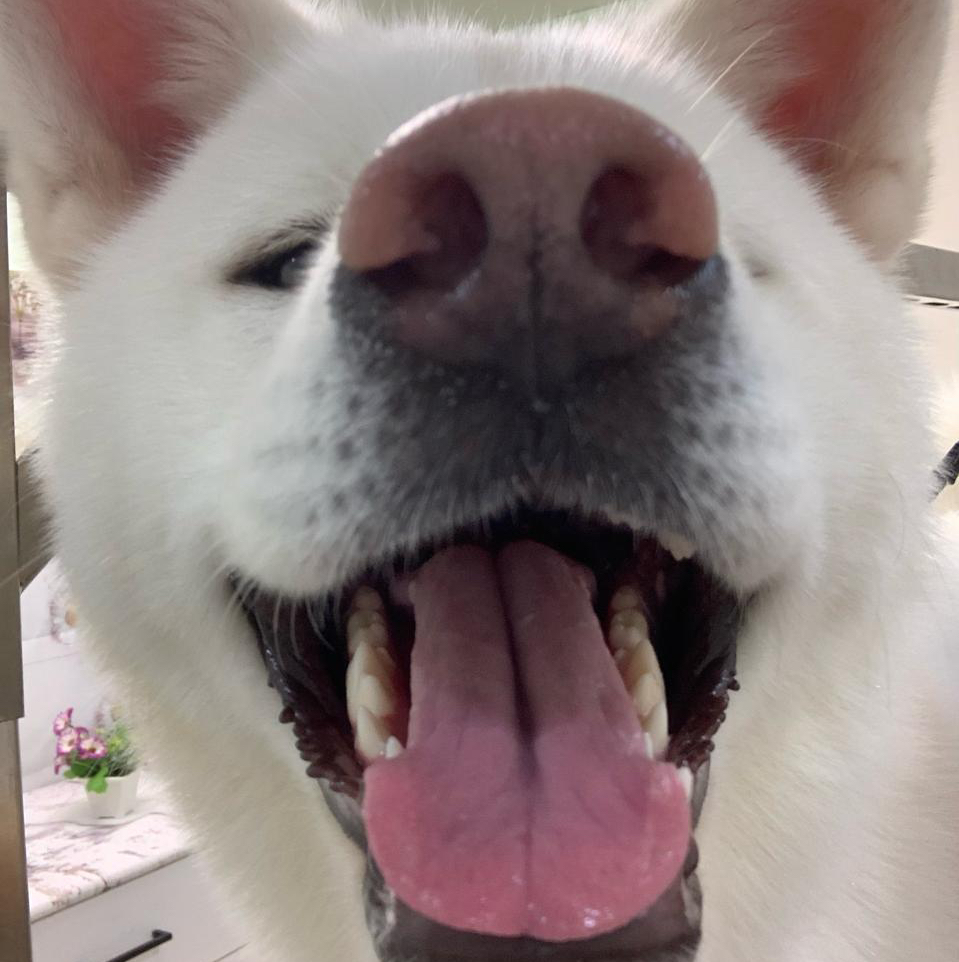 Акита экспресс линька