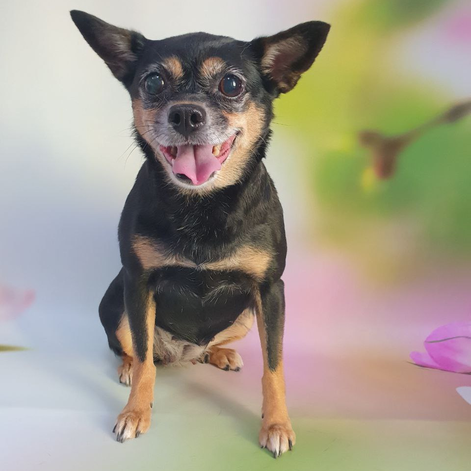 Метис до 5 кг экспресс-линька