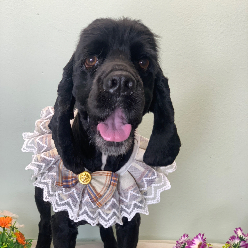 Кокер Спаниель бритье