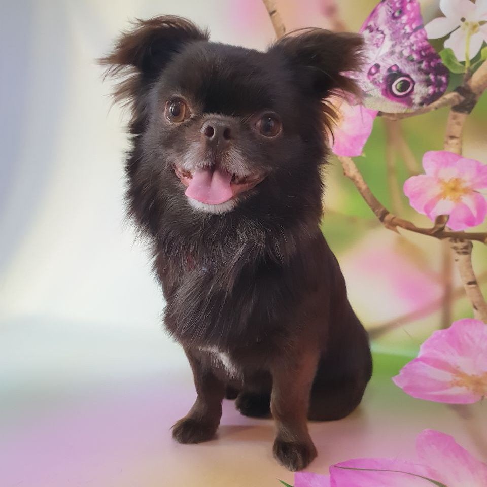 Чихуа-хуа д/ш комплекс