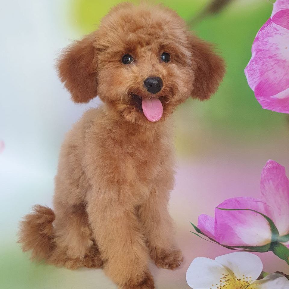 Мальтипу до 5 кг комплекс