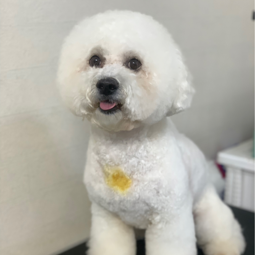 Бишон, модельная стрижка