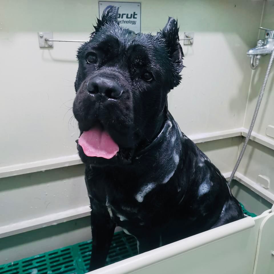 Кане корсо экспресс линька