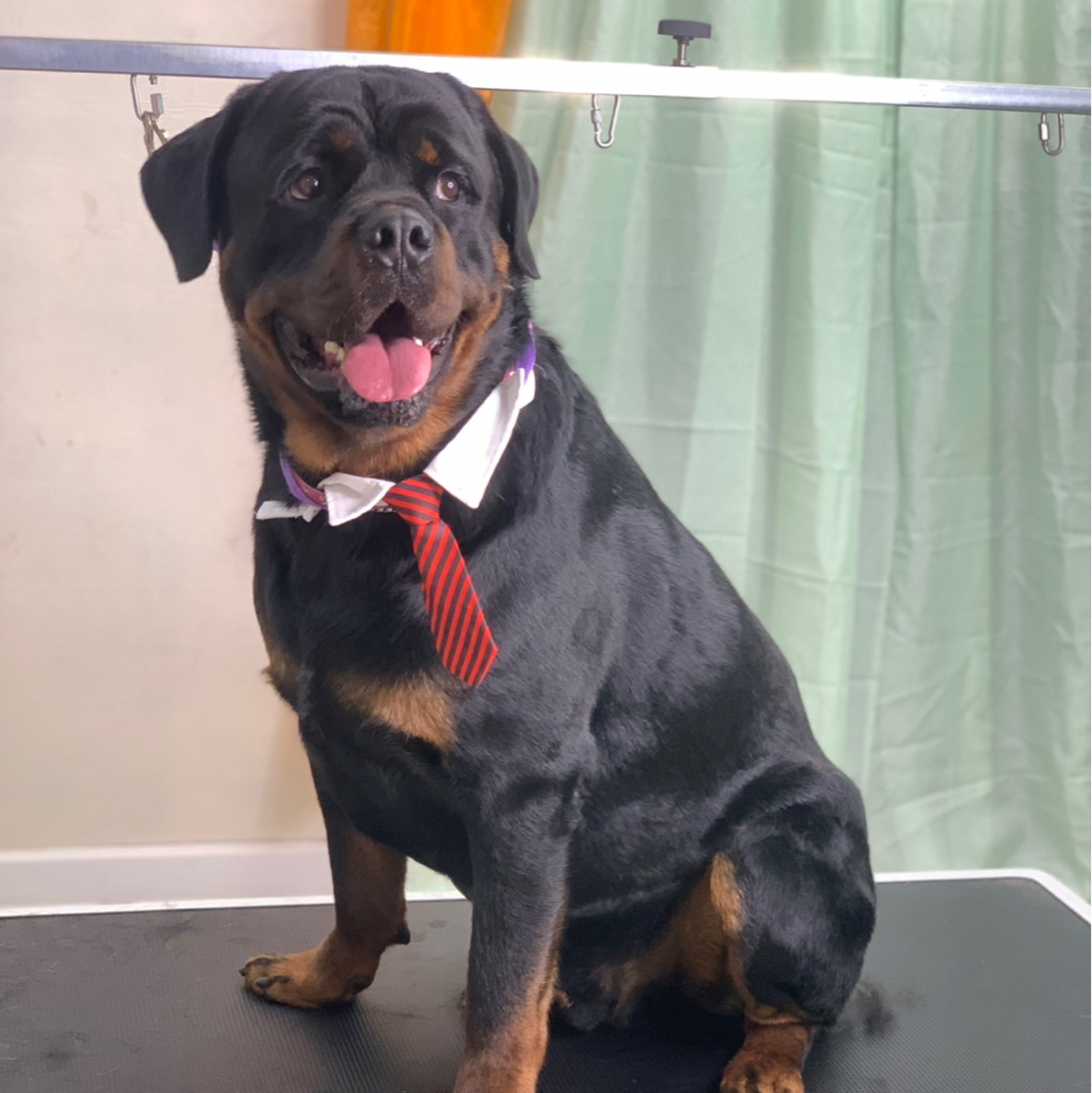 Ротвейлер экспресс линька