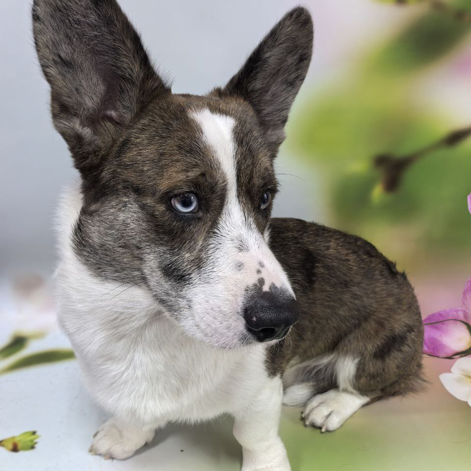 Вельш корги кардиган экспресс-линька