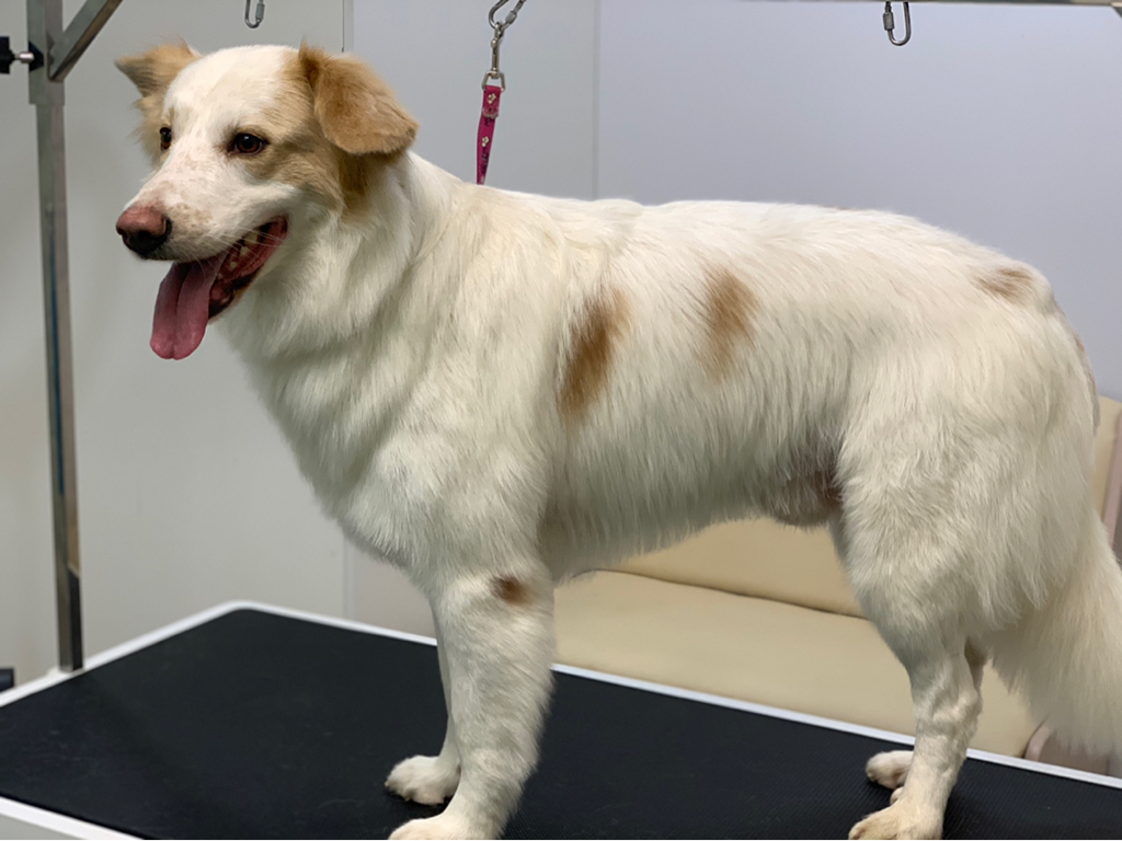 Дворянины от 35 см до 45 см экспресс линька