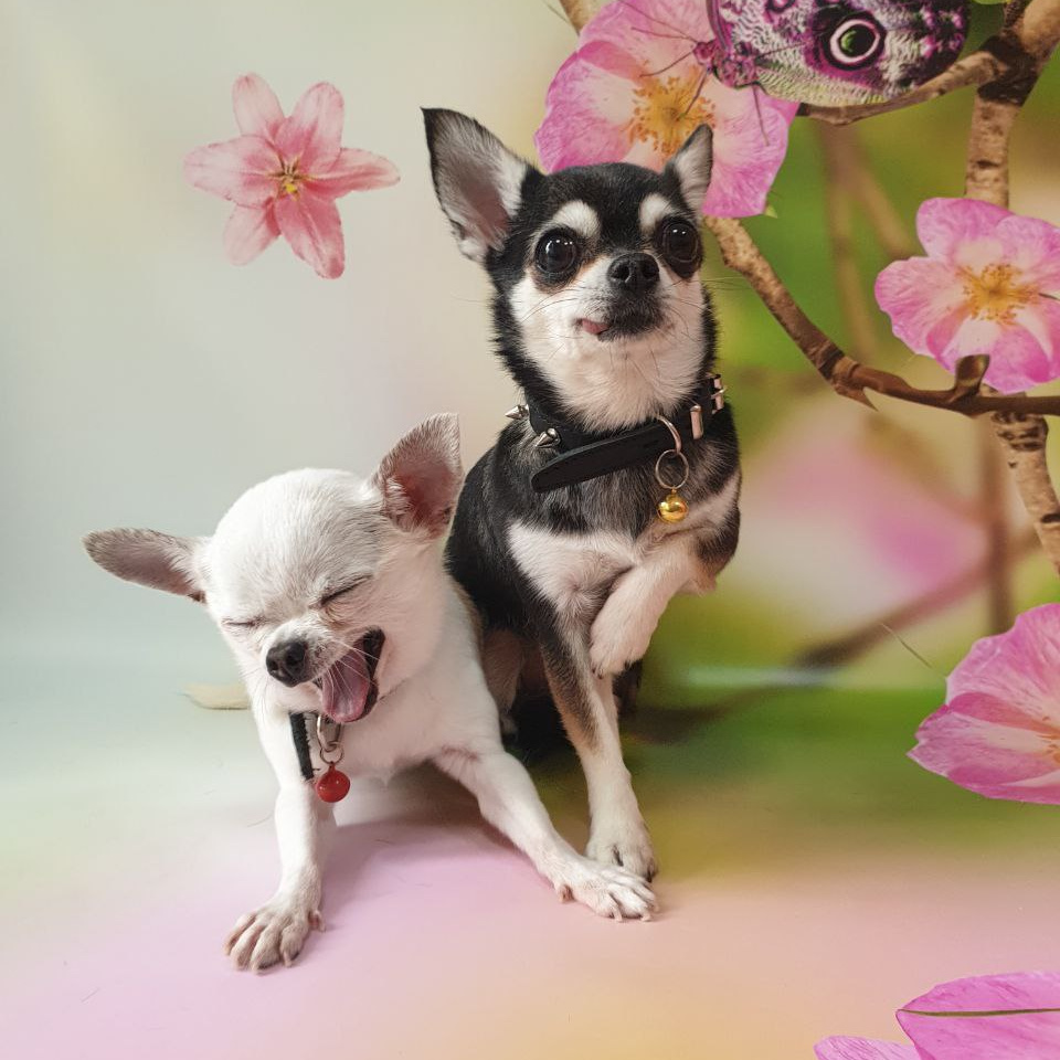 Чихуа-хуа г/ш экспресс-линька