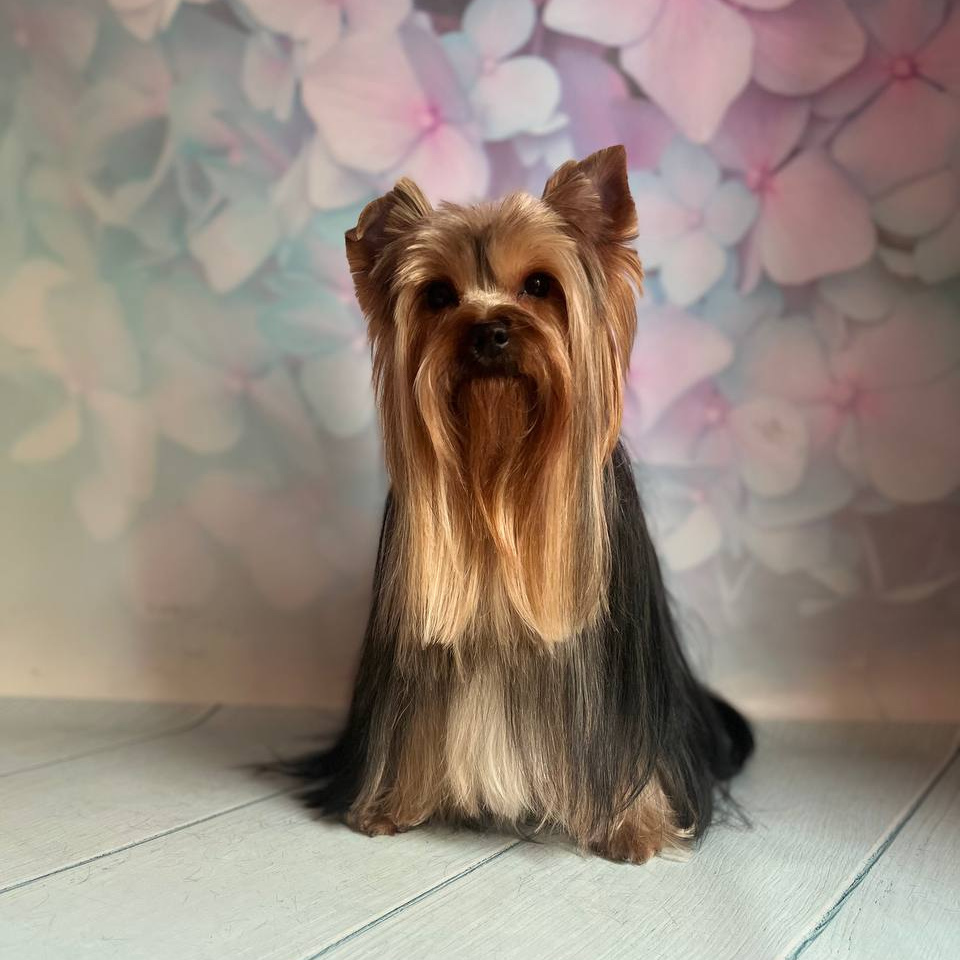 Йоркширский терьер комплекс