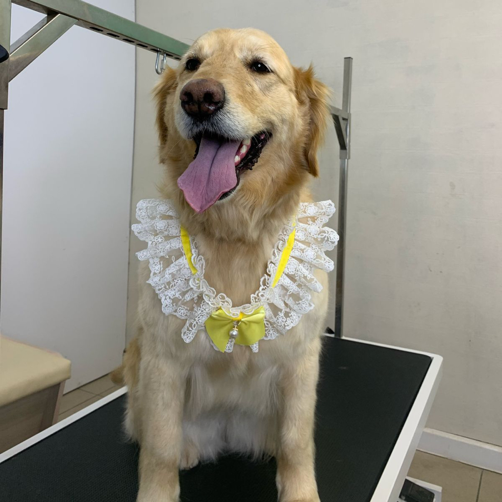 Золотистый ретривер полный комплекс