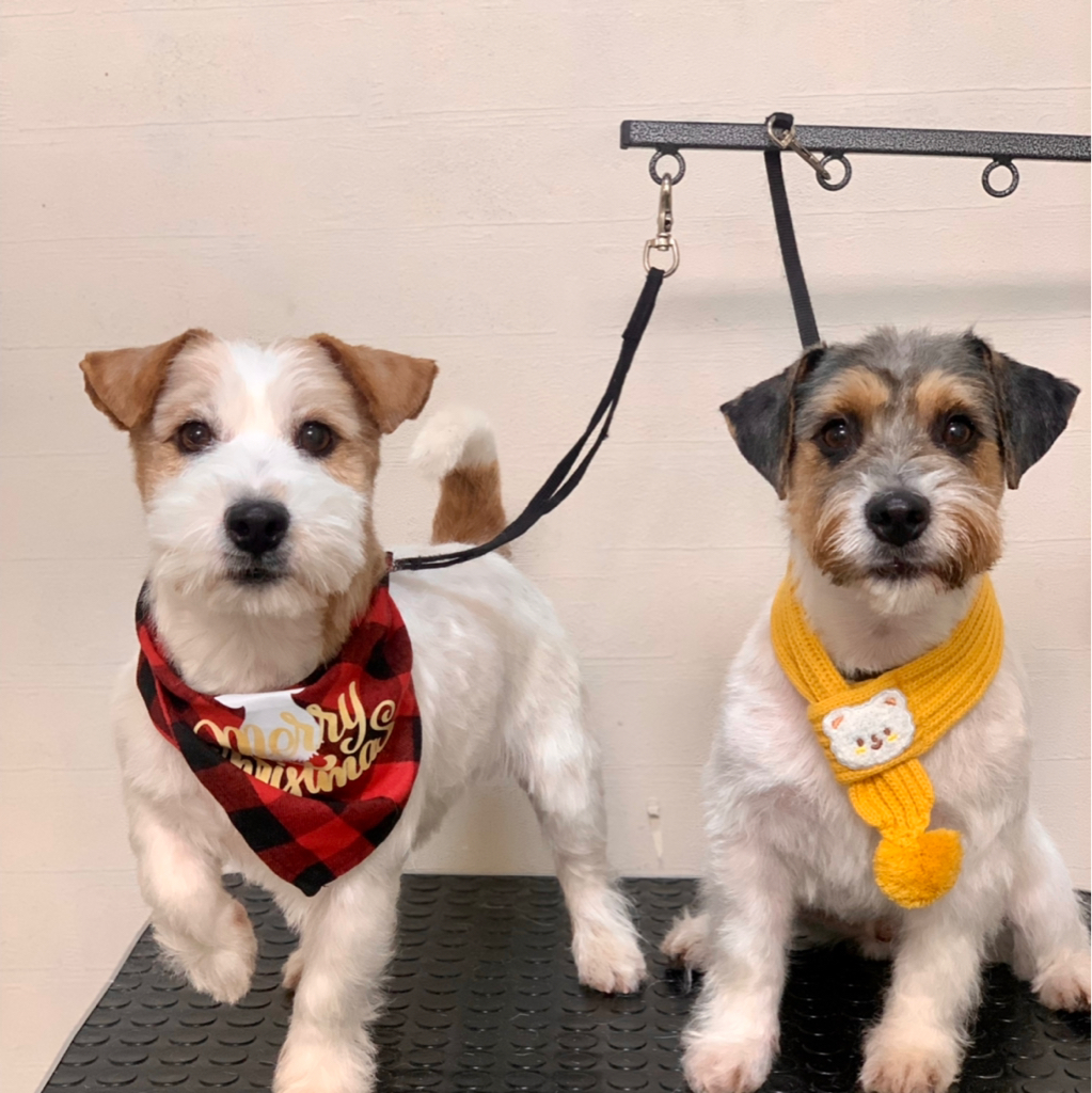 Джек Рассел терьер триминг