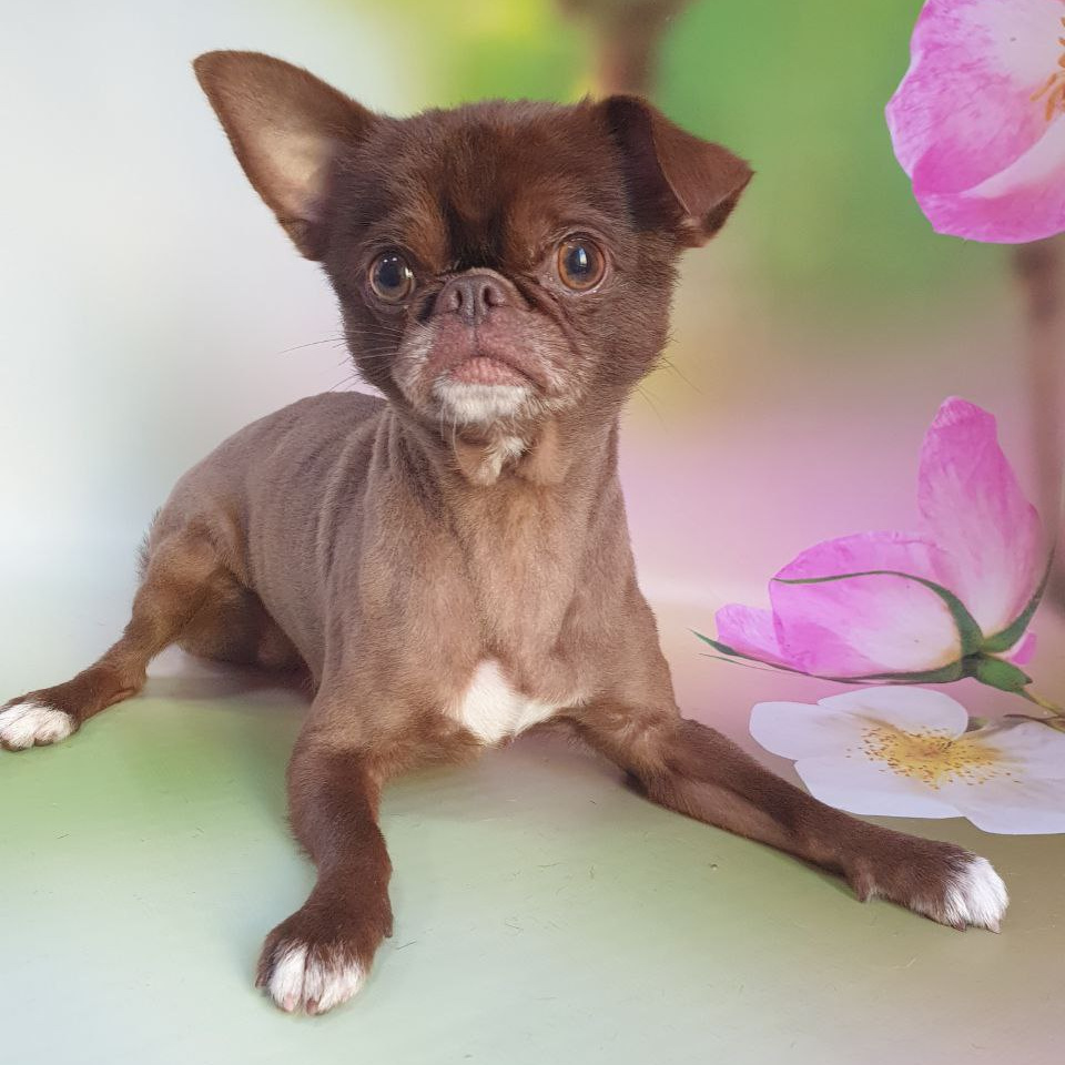 Метис до 5 кг стрижка под машинку