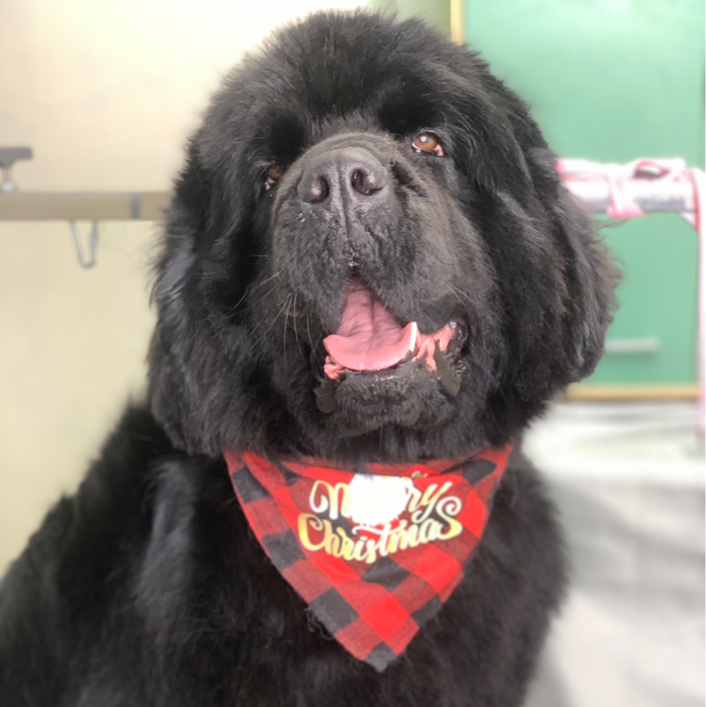 Ньюфаундленд полный комплекс