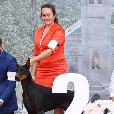 Доберман экспресс линька