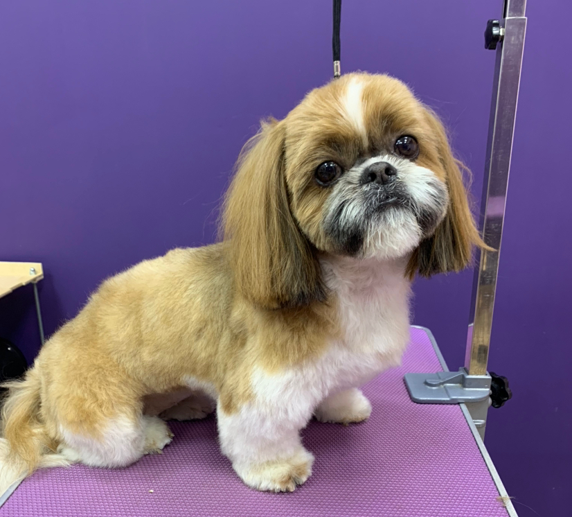 Ши Тцу гигиенический уход